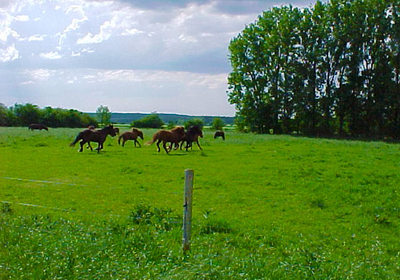 Weide und Pferde auf Gut Haus Holzem